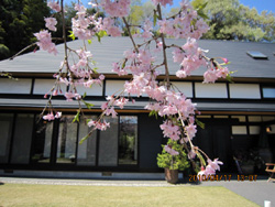 桜と古民家